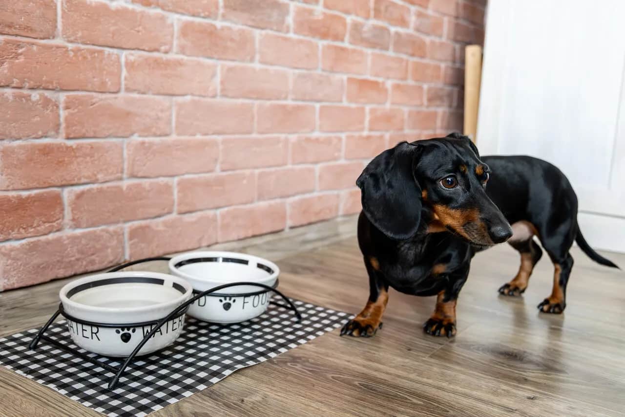 Czy ryż uczula psa? Rozpoznaj objawy, znajdź rozwiązanie!