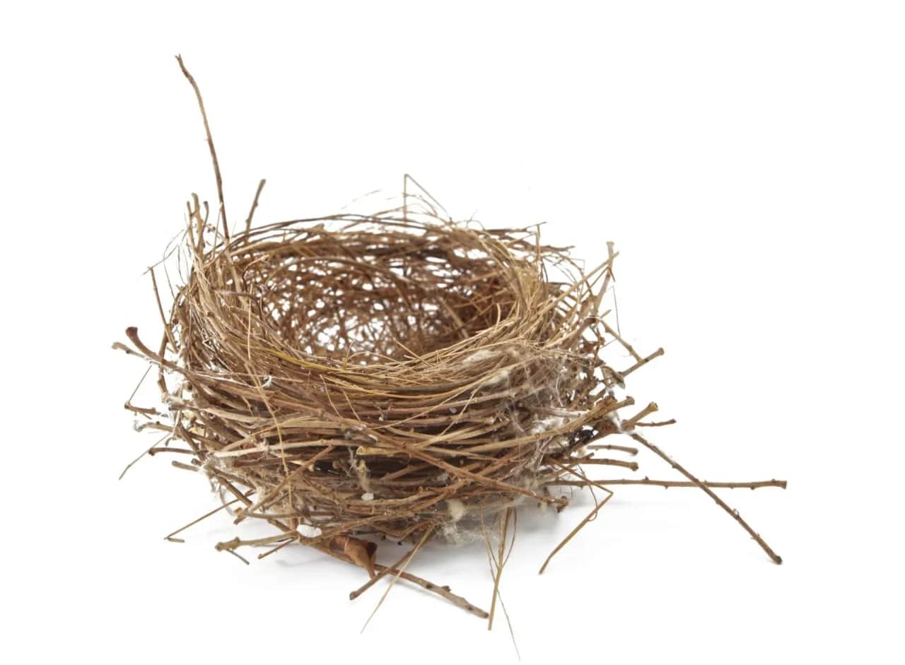 Puste gniazdo: objawy, depresja? Przekuj kryzys w nowy start!