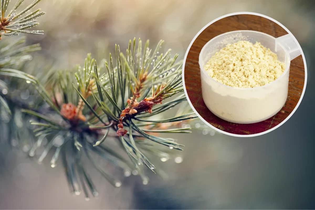 Pyłek sosnowy: Czy jest bezpieczny? Ryzyka i przeciwwskazania