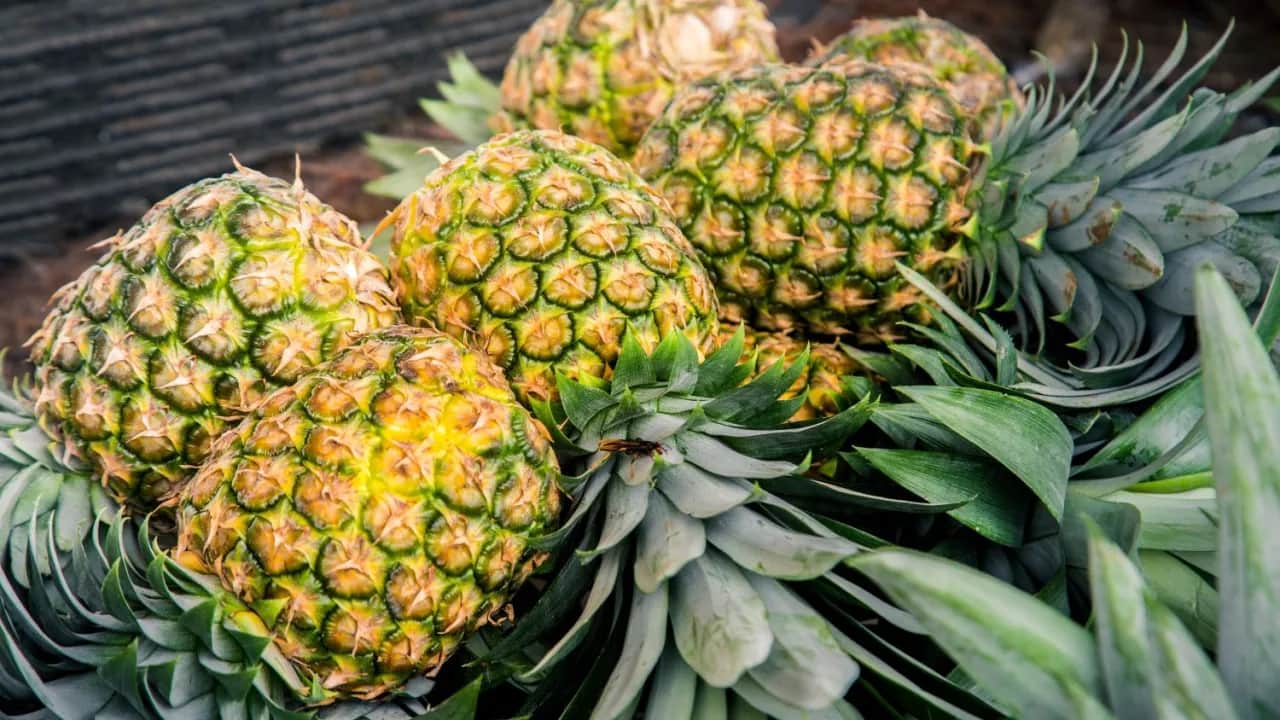 Ananas uczula? Odróżnij alergię od podrażnienia bromelainą